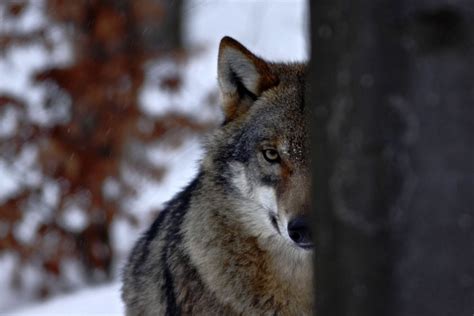 Wonderful Types Of Wolves Facts Photos More Outforia