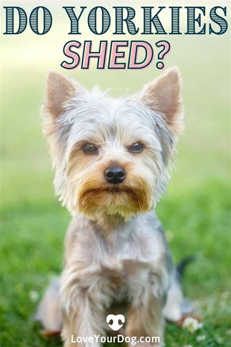 Yorkie Shedding How Much Do Yorkshire Terriers Shed [video] [video] Yorkie Yorkshire