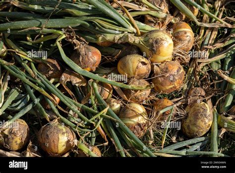 Onion Harvest During Drying In The Garden Harvesting Onions During The