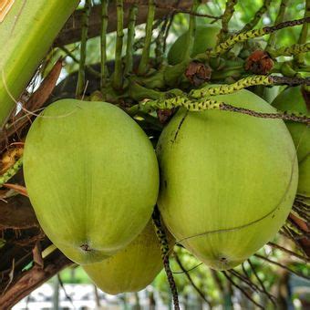 Cara Menanam Kelapa Hibrida Yang Benar Agar Berbuah Lebat