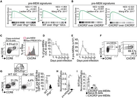 Interferon Production By Tfh Cells Is Required For Cxcr Pre Memory