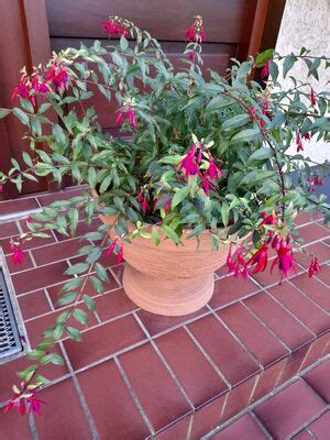 Kostenloser Versand Fuchsia Magellanica Bernisser Hardy Lubera Ch