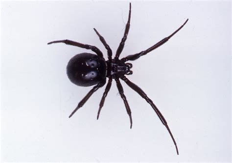 Black Marble Spider Ubicaciondepersonascdmxgobmx