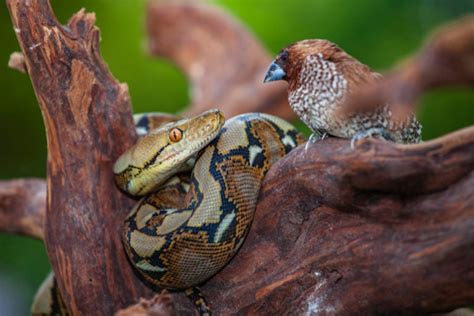 Meet The Reticulated Python Worlds Longest Snake