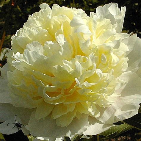 Купить Пион Лаура Десерт Paeonia Laura Dessert - Садовый центр «Любимый ...