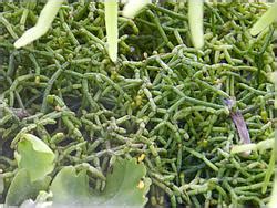 Суккулентные растения, Петр Лапшин, каталог для заказа - succulents by ...