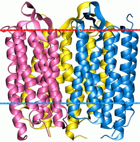 The structure of rhodopsin according to computer modeling data ...