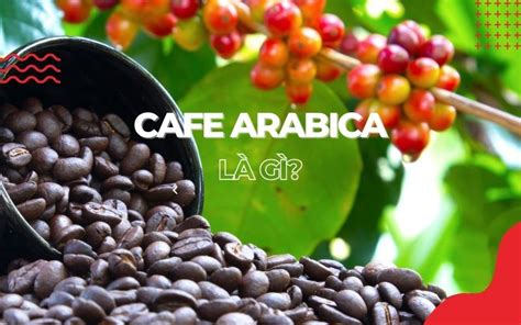 Cafe Arabica là gì? Nguồn gốc hạt cafe Arabica và các biến thể Arabica ...