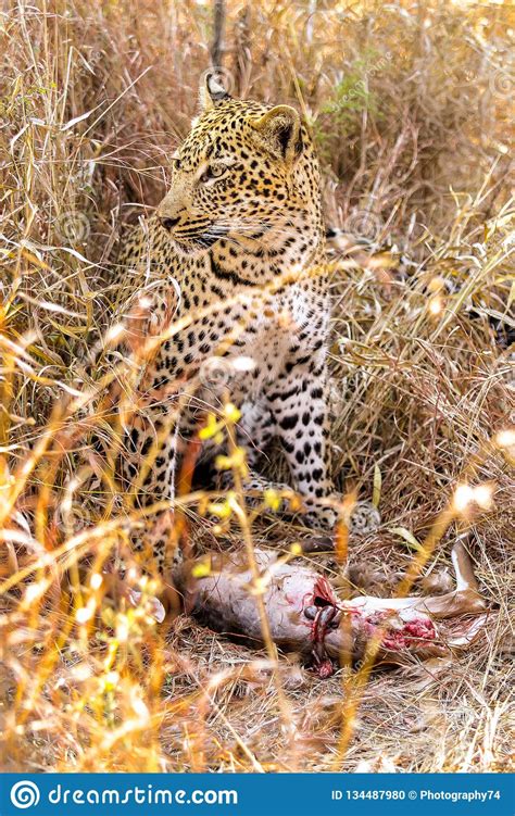 African Leopard Eating Prey in the Grass Stock Photo - Image of hunter ...