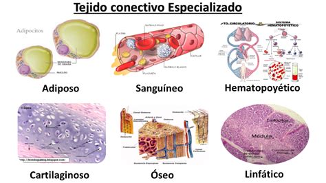 ¿qué Es El Tejido Conectivo Definición Tipos Y Ejemplos Curiosoando