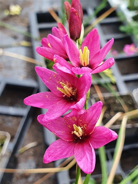 Ixia 'Venus' | Proctors Nursery