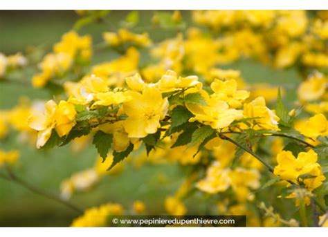 KERRIA japonica Golden Guinea jaune doré Pépinière du Penthièvre