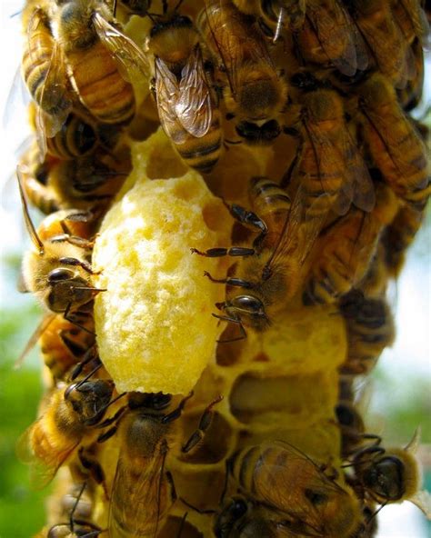 A Worker Bee Attending To The Queen Cell Feeding The Queen Larvae