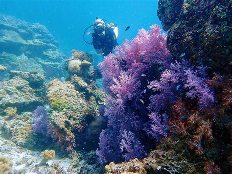 Diving in Koh Laanta - Detailed 2024 Guide