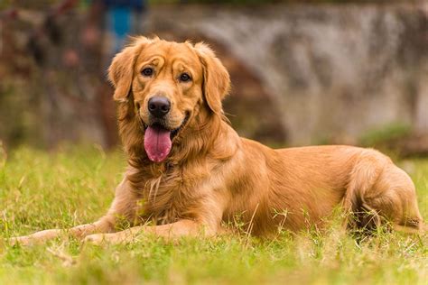 The Blockhead Golden Retriever A Comprehensive Guide 33rd Square