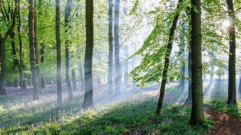 Papel de parede luz solar natureza manhã Abeto região selvagem