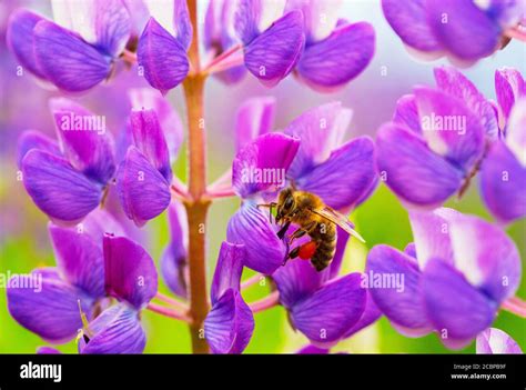 Multi Leaved Lupine Hi Res Stock Photography And Images Alamy