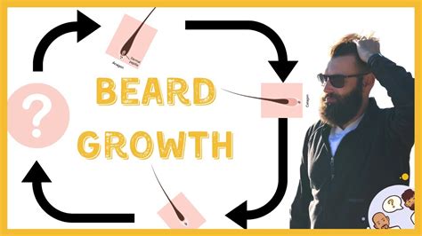 Beard Growth Stages