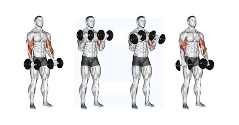 Dumbbell Zottman Curl - Guide, Benefits, and Form