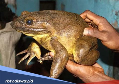 perbedaan katak  kodok  jarang diketahui