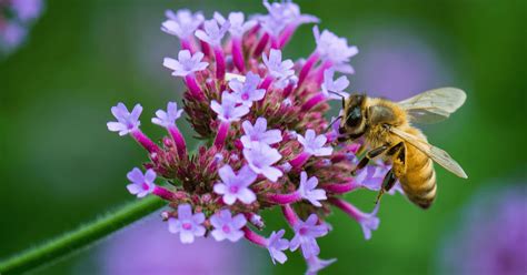 Celebrating National Pollinator Week Minnesota State Horticultural