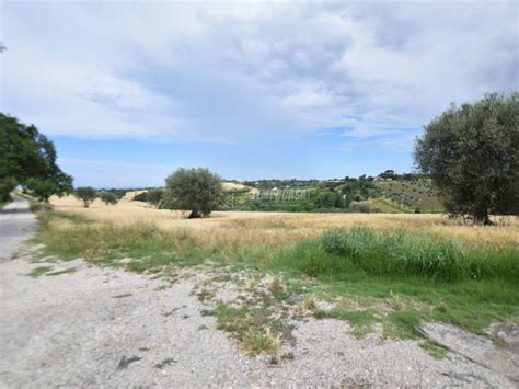 Terreno Agricolo Strada Di Montedoro Senigallia Rif