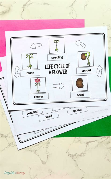 Flower Life Cycle Worksheet