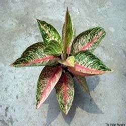 Red Aglaonema Plant Shelf Life: 1-2 Years at Best Price in Pune | Yesraj Agro Exports Pvt. Ltd.