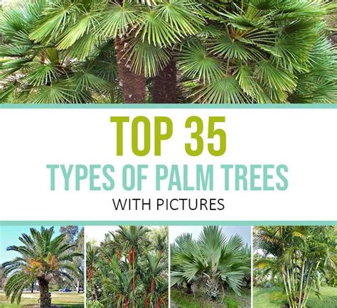 Palm Trees With The Words Top Types Of Palm Trees With Pictures In