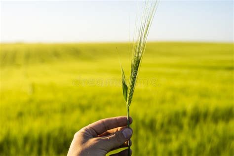 Close Up Farmer X27 S Hand Holds Ears Of Barley On Field Under Sun