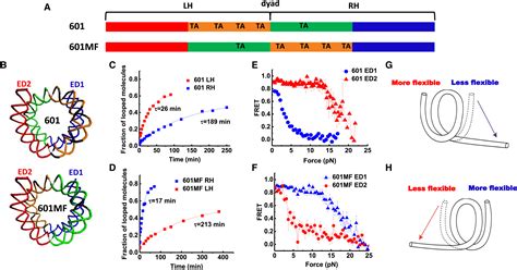 Asymmetric Unwrapping Of Nucleosomes Under Tension Directed By Dna