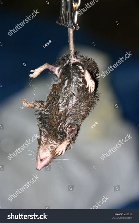 Dead Northern Short Tailed Shrew Blarina Brevicauda Being Weighed