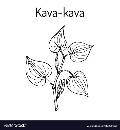 Kava-kava piper methysticum medicinal plant Vector Image