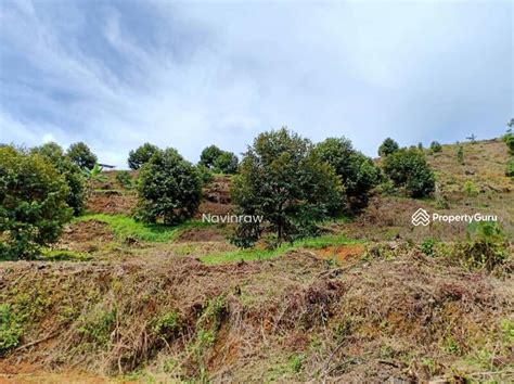 Acre Durian Musang King Land For Sale At Cheroh Raub Bentong