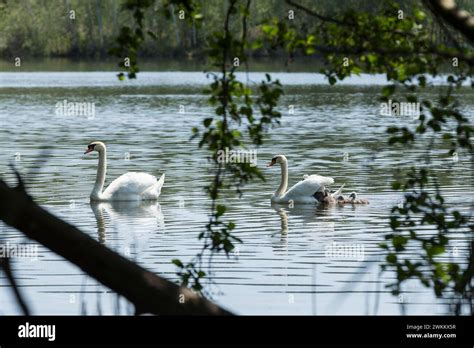 Schwanenfamilie Vom H Ckerschwan Cygnus Olor Mit K Ken Auf Dem