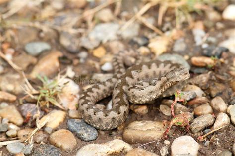 Sand Viper Preparing To Strike Stock Image - Image of basking, herpetology: 98956459