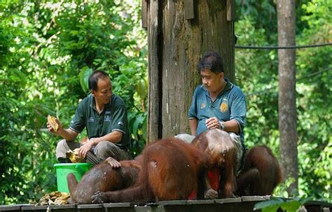 Sepilok Orang Utan Centre And City Tour Harga Promo Tiket