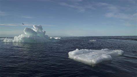 Arctic Ocean Could Be Ice Free In Summer By 2030s Say Scientists The