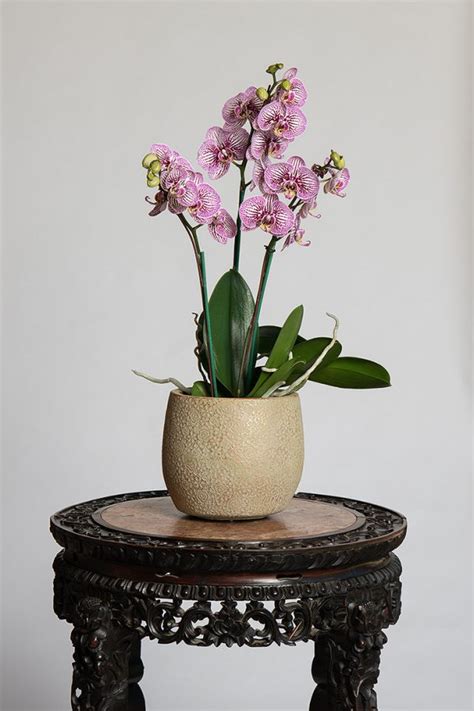 Shop Online Formosa Orchid Nursery