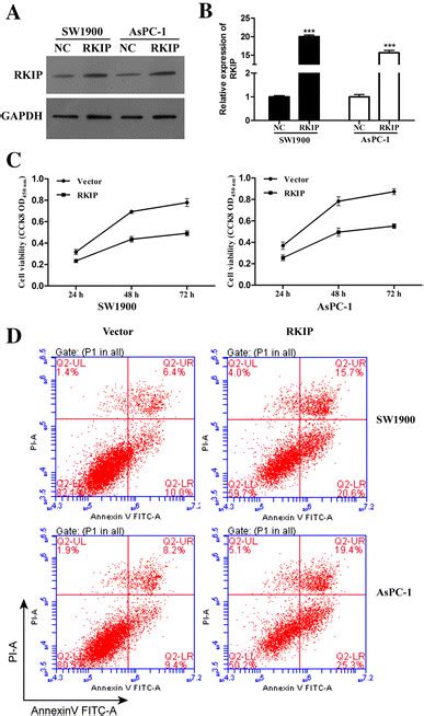 Overexpression Of Raf Kinase Inhibitor Protein Rkip Inhibited