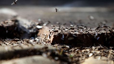 Combien y a t il d espèces de fourmis dans le monde épisode 11 du