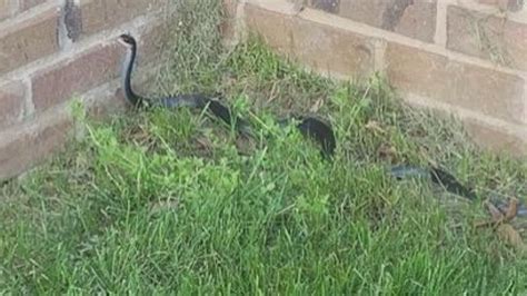 Your Guide To The Six Venomous Snakes In The Carolinas Wfmynews2