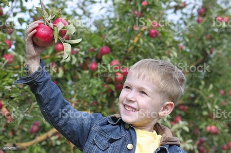 Cute Boy In Apple Orchard Stock Photo Download Image Now