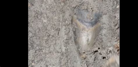 Man makes unbelievable discovery while digging in mud