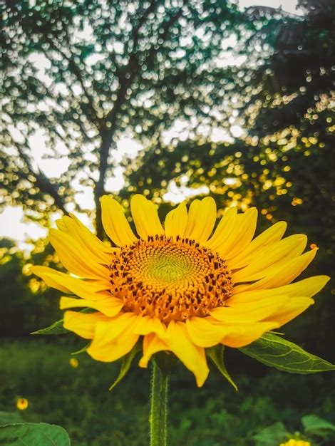 Premium Photo | Sunflower picture hd