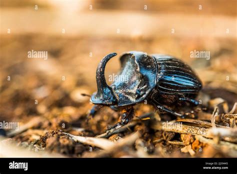 Horned Dung Beetle Hispanus Hi Res Stock Photography And Images Alamy