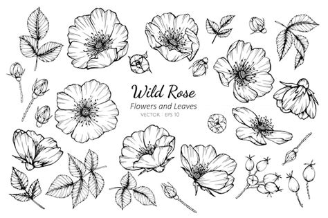 Premium Vector Collection Set Of Wild Rose Flower