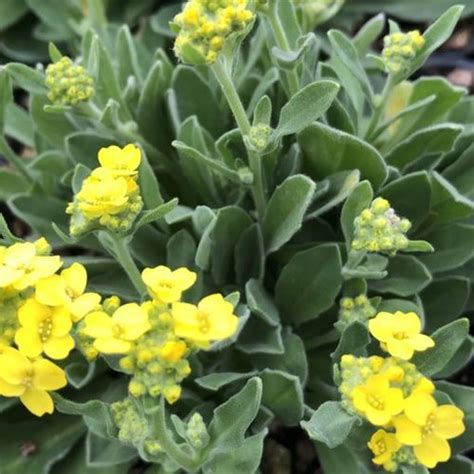 Aurinia Saxatilis Summit Alyssum Saxatile Summit Alyssum