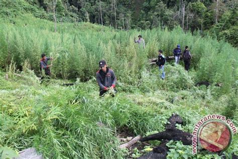 Polisi Temukan Ladang Ganja 54 Hektare Di Aceh Antara News