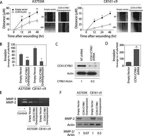 Ccn1cyr61 Decreases Cell Motility And Invasion Of Melanoma Cells By